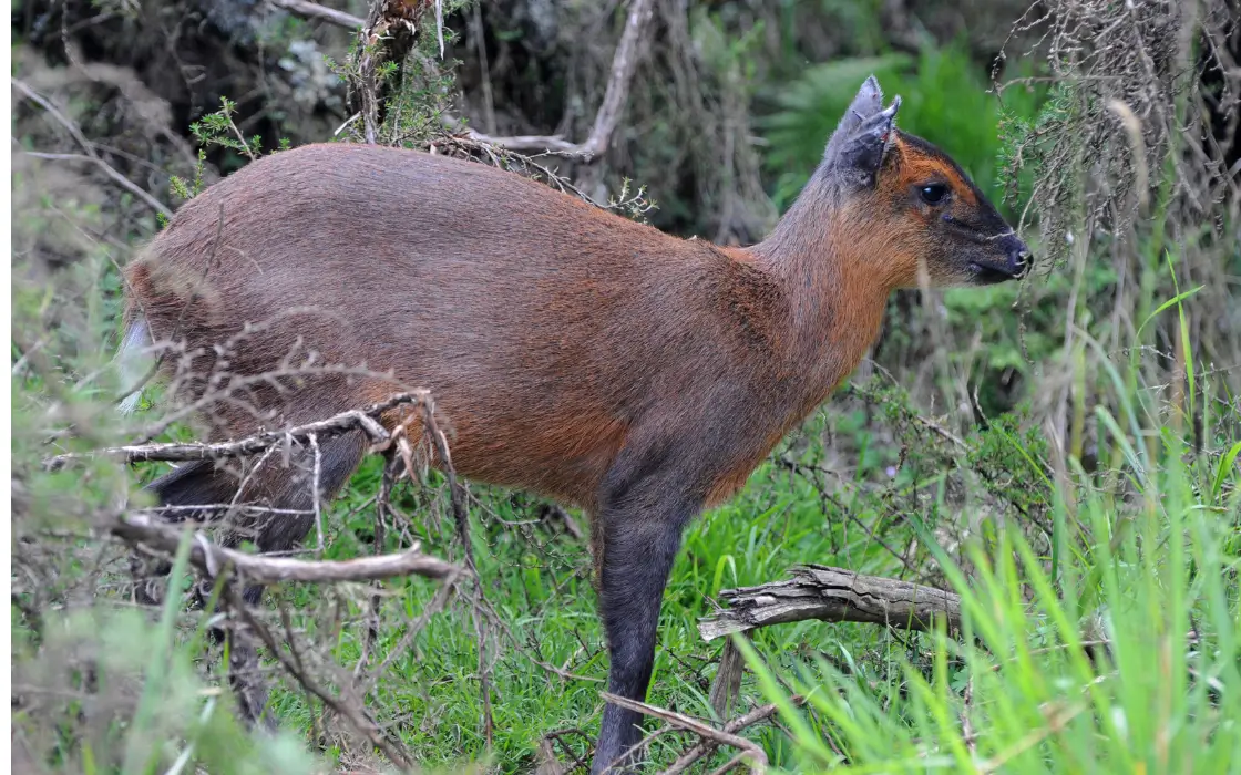 Ngezi Forest Blue Duiker