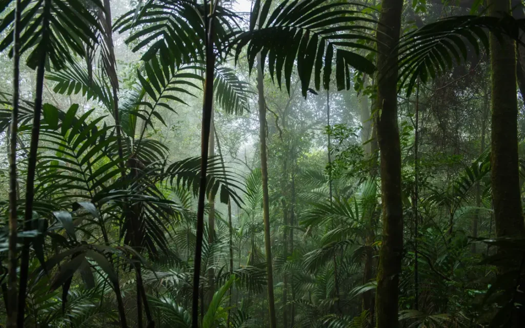 Ngezi Forest Pemba Islands ancient rainforest