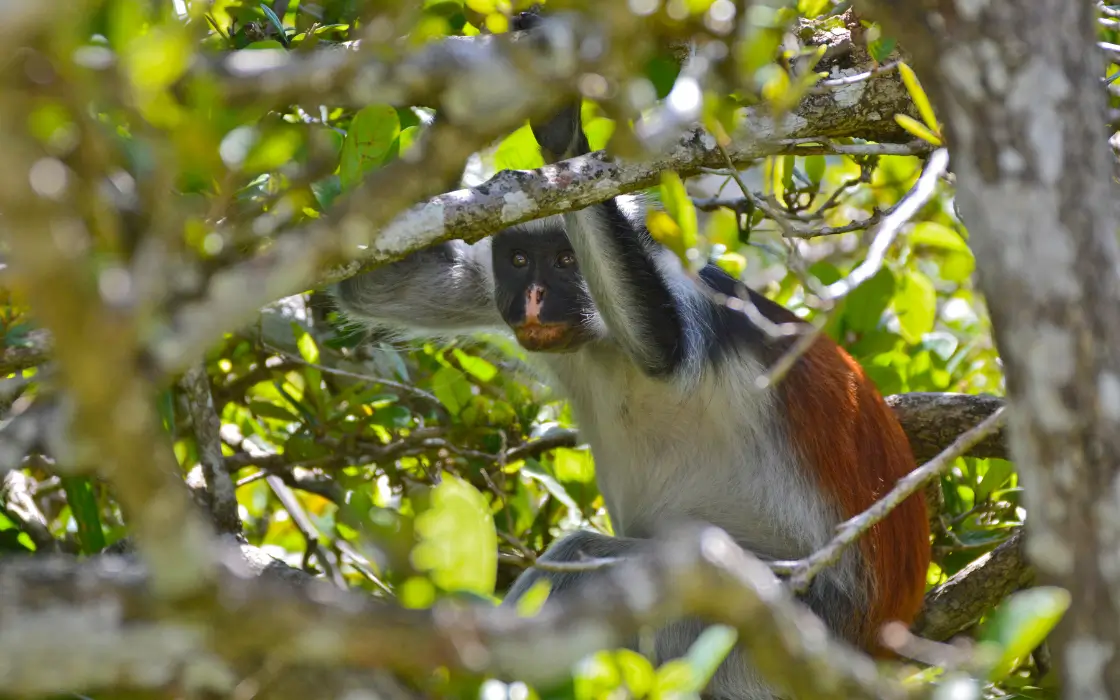 Red Colobus Ngezi Forest